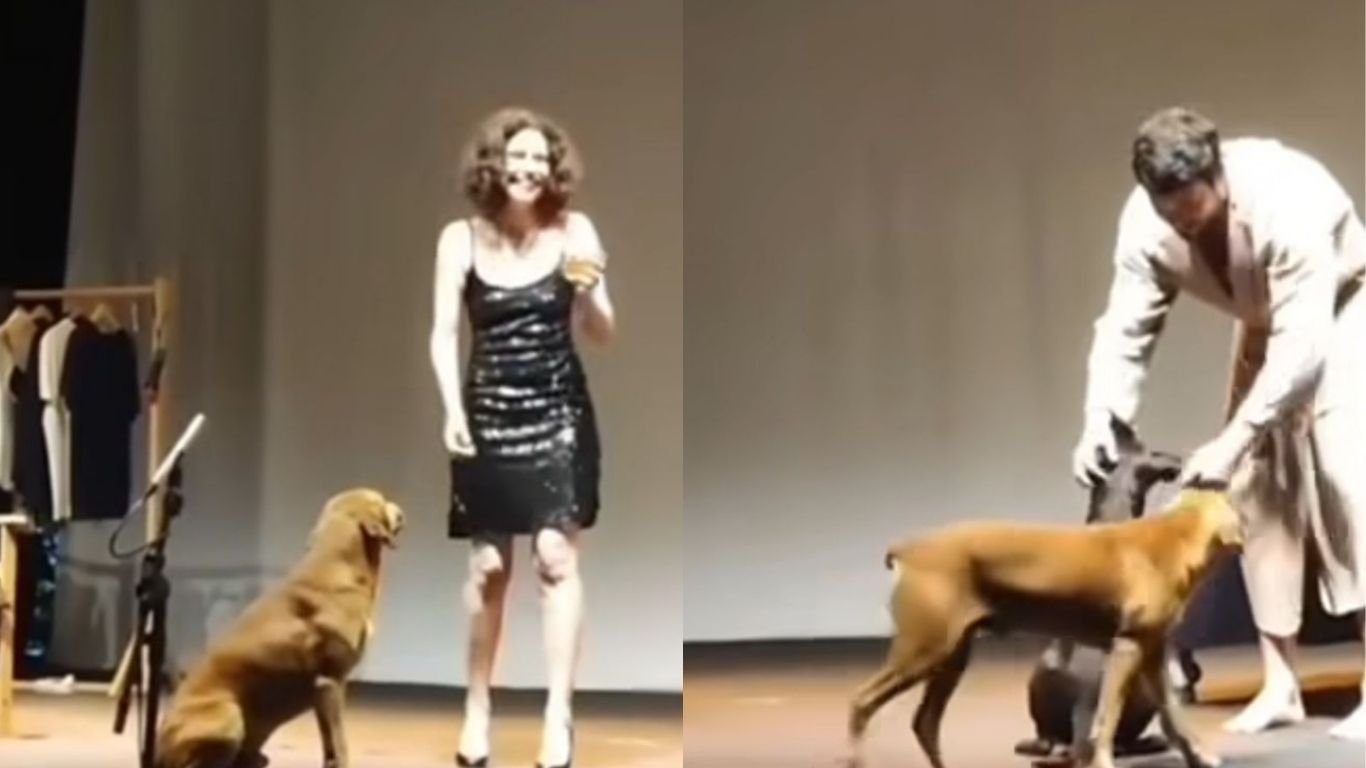 Cachorros roubam a cena durante peça teatral em Minas