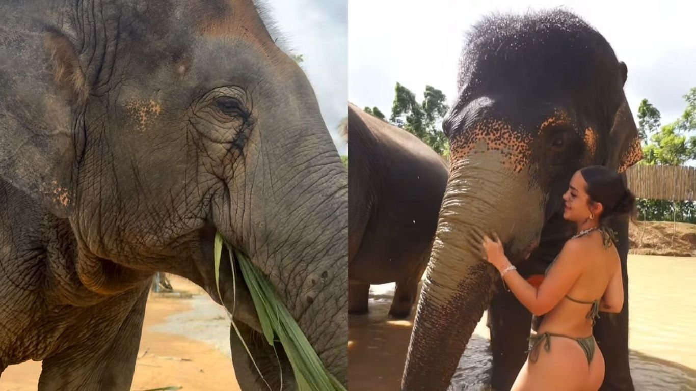 Mel Maia interage com elefante durante férias na Tailândia