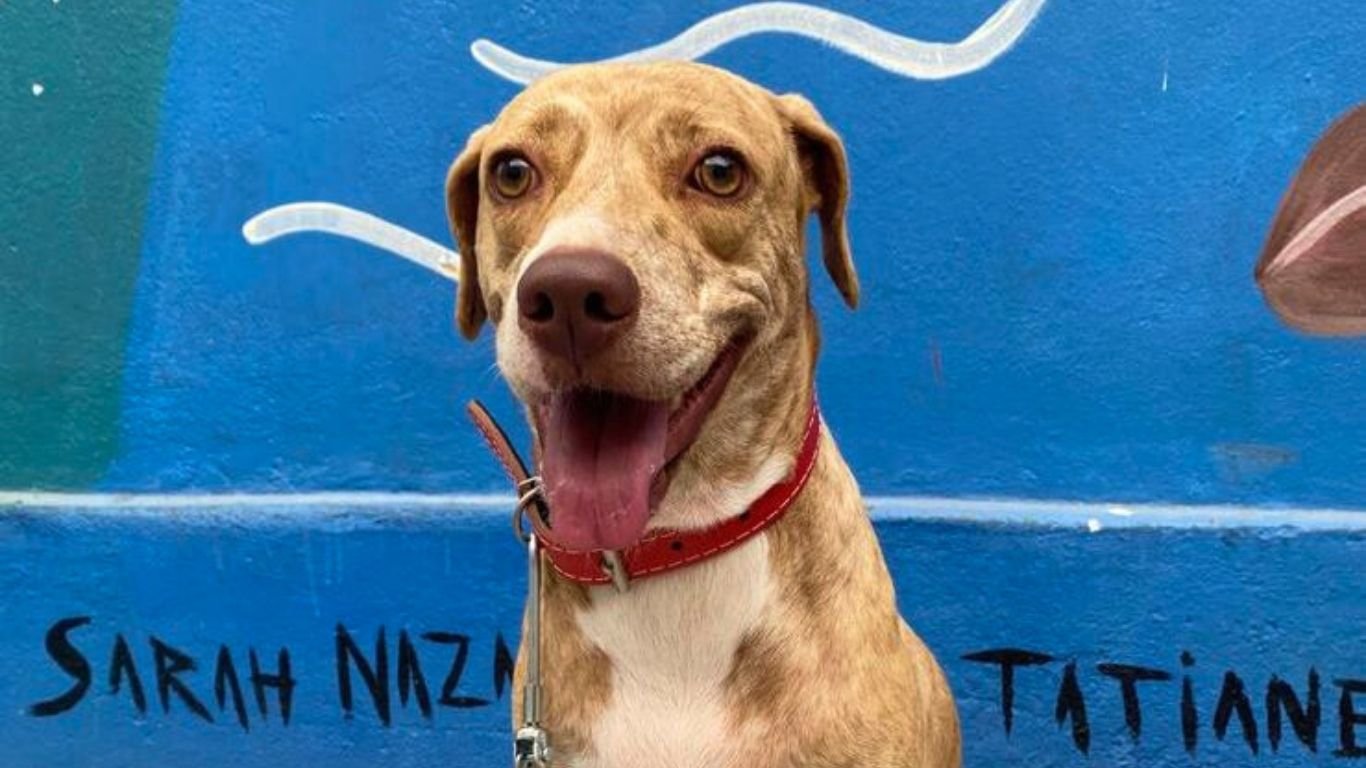 Feira de adoção de pets acontece neste sábado (16), no Recife