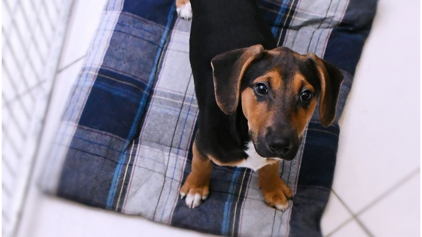 Evento de adoção de pets acontece neste sábado (18), no Recife