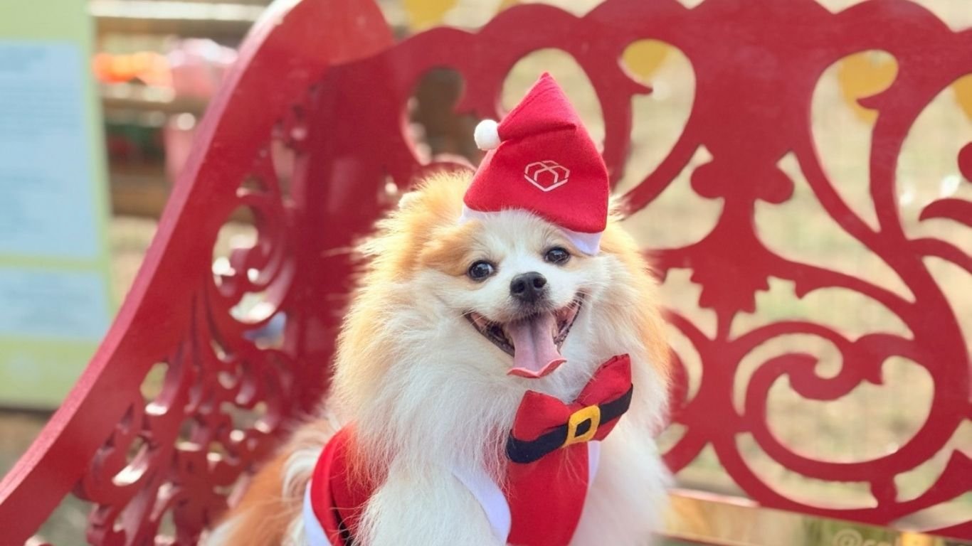 Natal Pet reúne desfile, adoção e brincadeiras para os cães no Recife