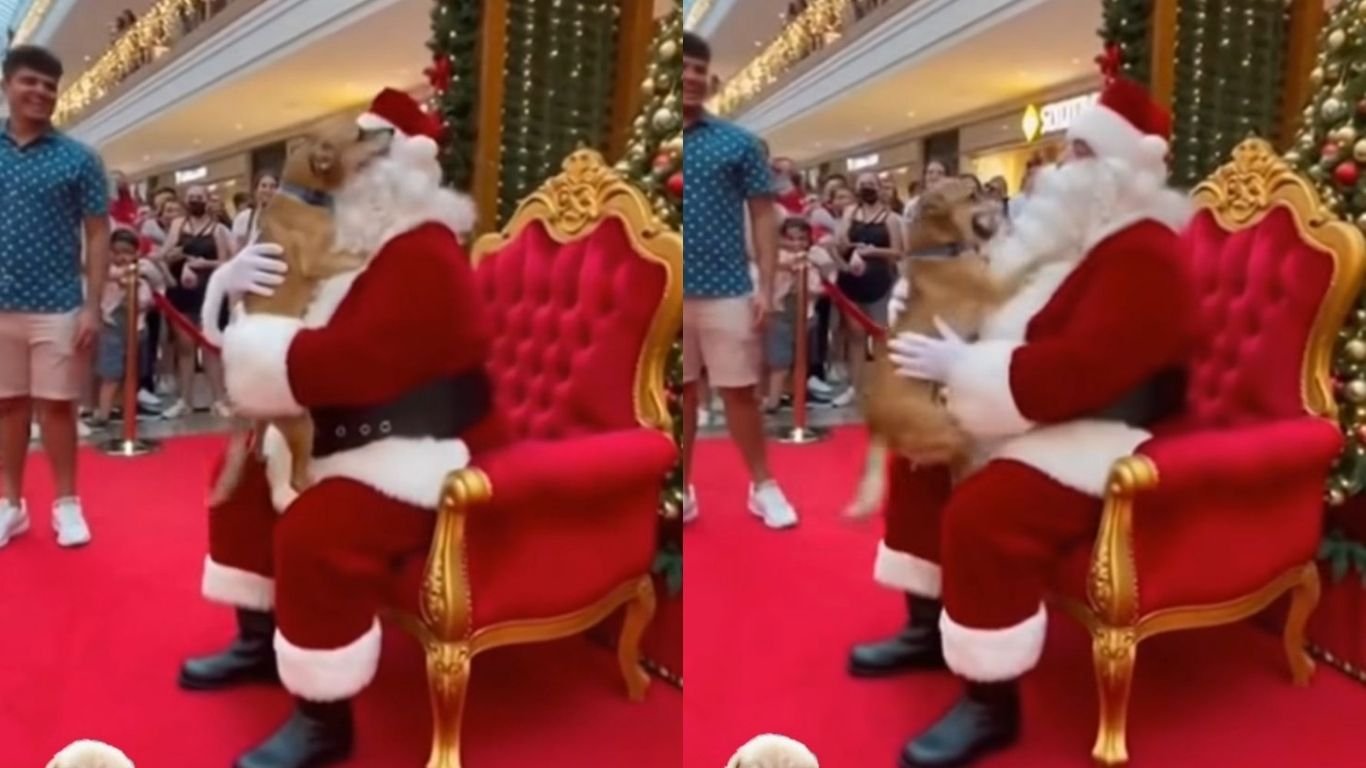 Doguinho caramelo rouba a cena em encontro com Papai Noel; veja