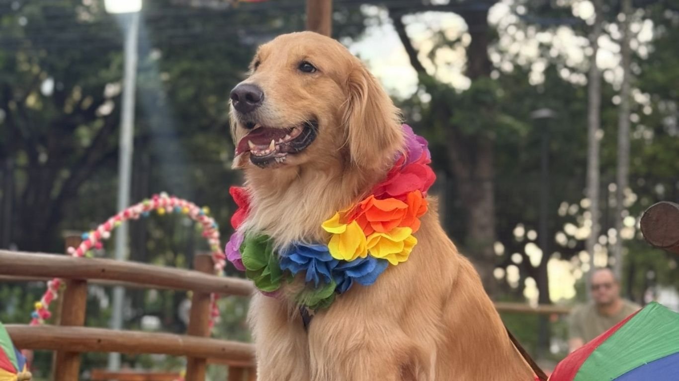 Desfile de fantasias e adoção marcam o ‘Bailinho Pet’ neste sábado (21) 