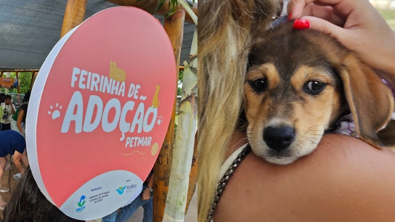 Feira de adoção de cães e gatos acontece neste sábado (28), no Recife