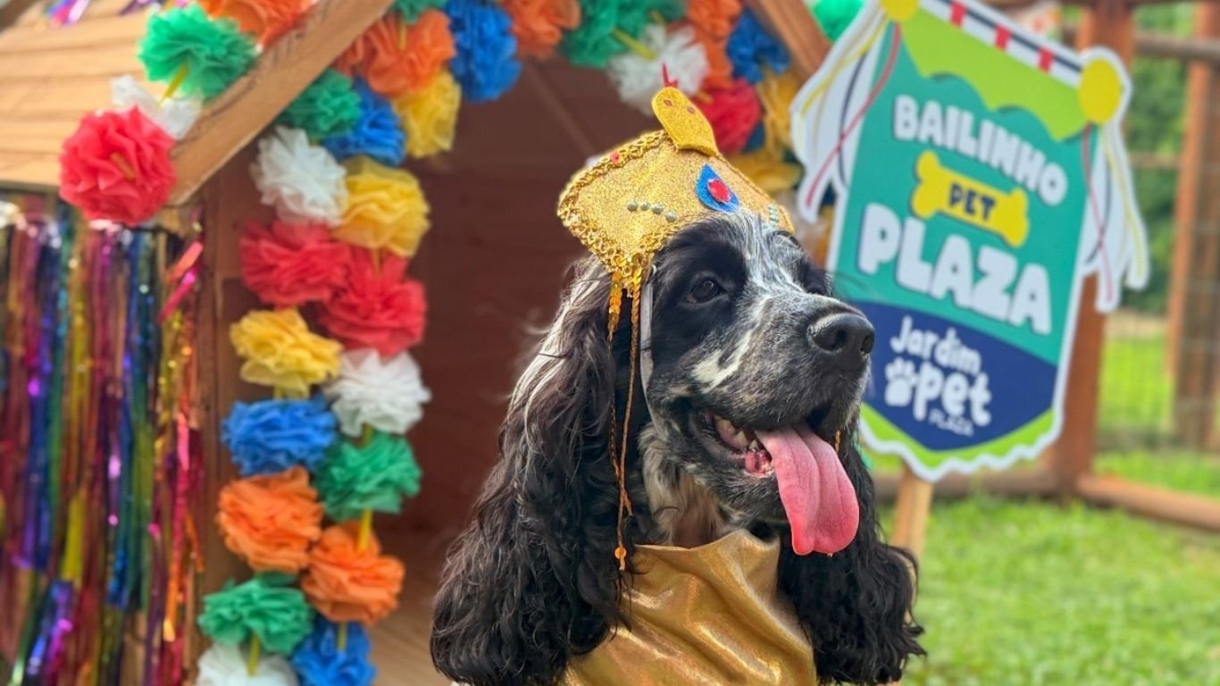 No Recife, nova edição do Bailinho Pet celebra o clima de folia entre os bichinhos